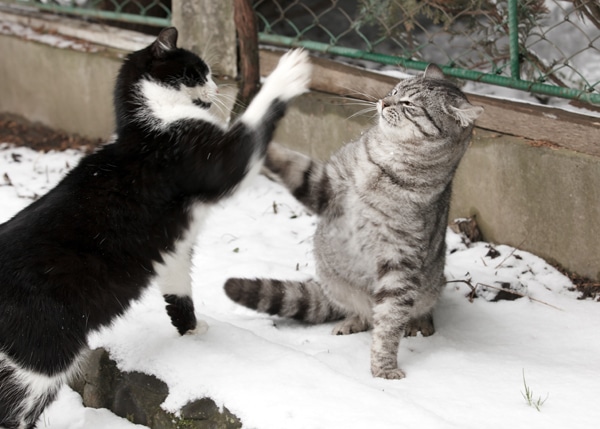 introducing cats to each other