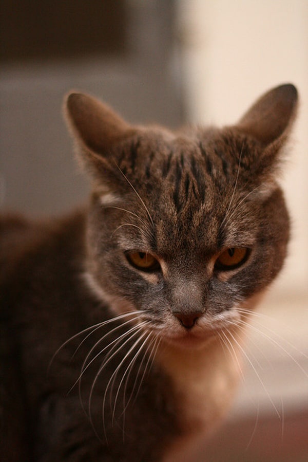 10 Cats Who Obviously Hate Me Catster