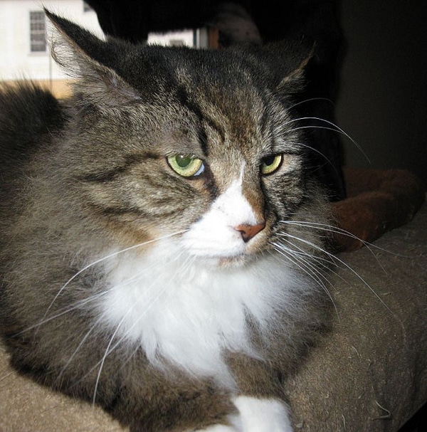 10 Cats Who Obviously Hate Me Catster