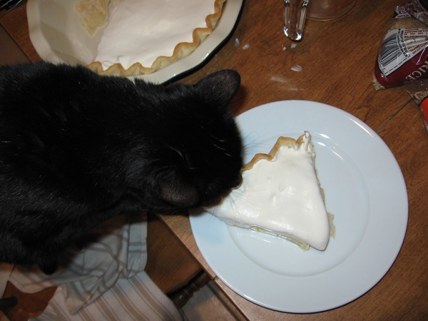 jelly cat mince pie