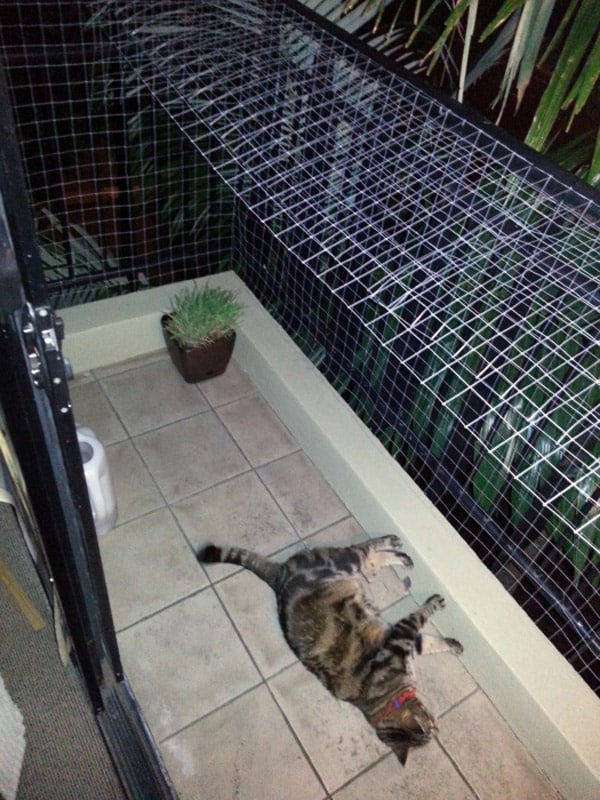 reddit catio