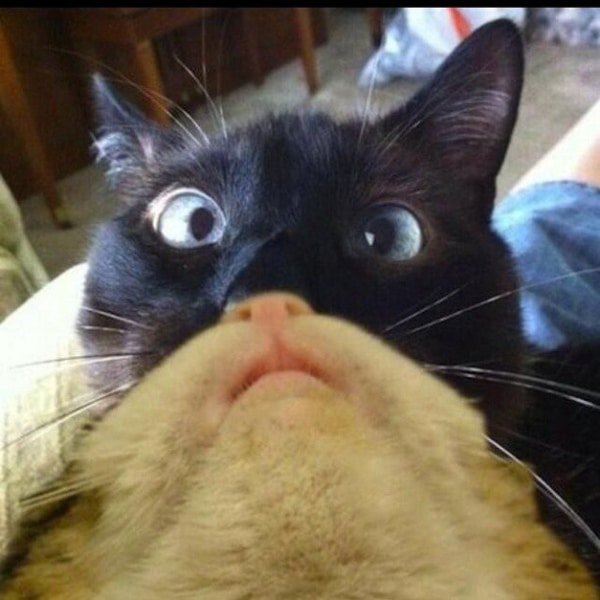 Catster’s Memorial Day Challenge Grow a Cat Beard Catster