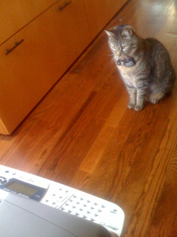 Cats vs. Printers Is It Terror, Fascination, or Confusion? Catster