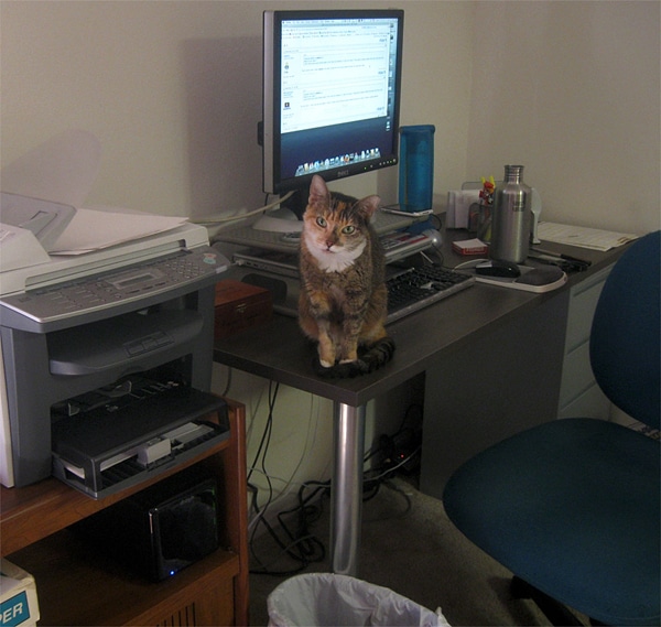 Cats vs. Printers Is It Terror, Fascination, or Confusion? Catster