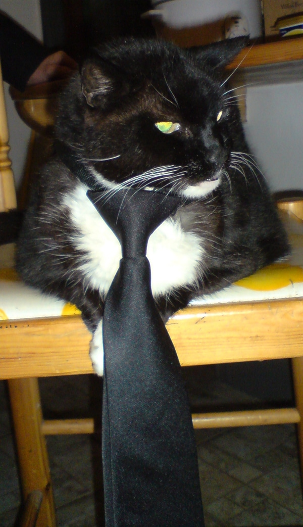 Cats in Ties Fathers Day Must Be Getting Close Catster