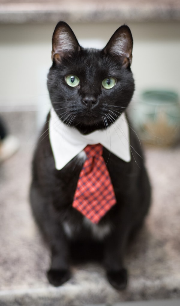 toys for cats who like hair ties