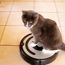 cat on roomba