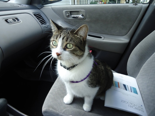 20130708-cat-walk-petsmart-leash-001.jpg