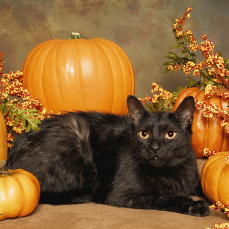 5 Halloween Cat Videos to Get You in a Spooky Mood - Catster