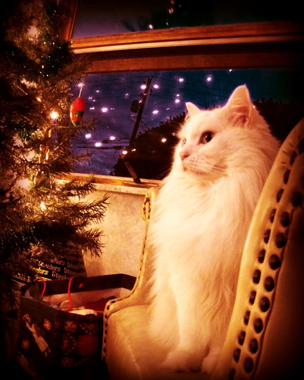 DIY Video How to Gift Wrap a Cat for the Holidays Catster