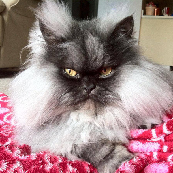 Colonel Meow Lives on … Through His Identical Brother Catster