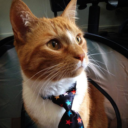 Meet Fisher, a Cat Who Has the Same Crappy Sinuses As I ...
