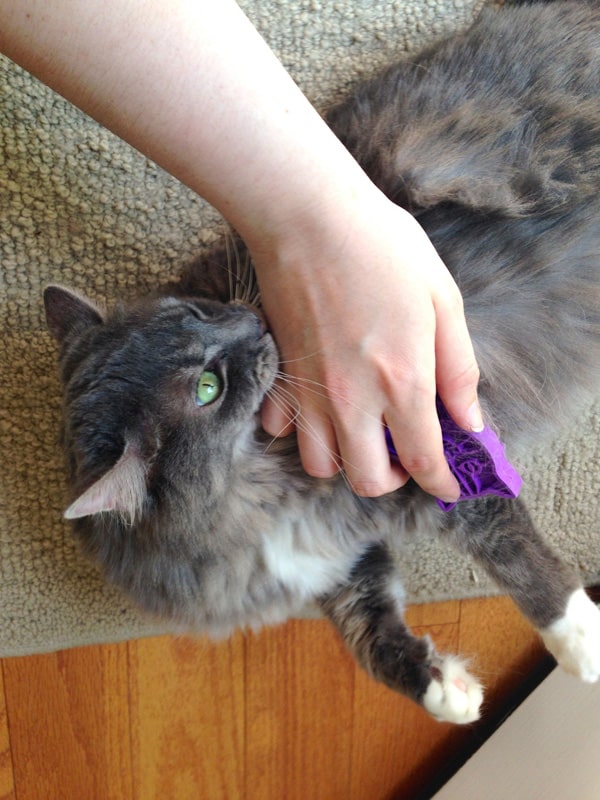 DIY Cat Toys The Infinite Hairball Catster