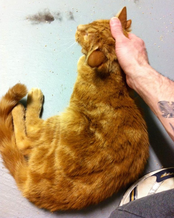 Have You Ever Seen a Cat With Four Ears? Meet Kreacher! Catster