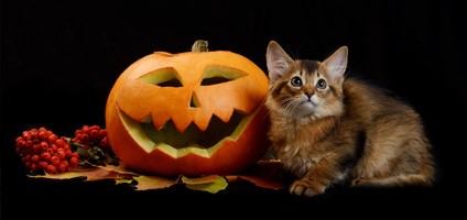 Get Your Kitty in Our Halloween Cat Costume Photo Contest - Catster