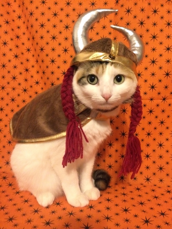 Cats in Clothes