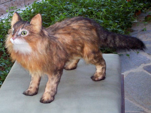 6 Extreme Cat Crafts Catster