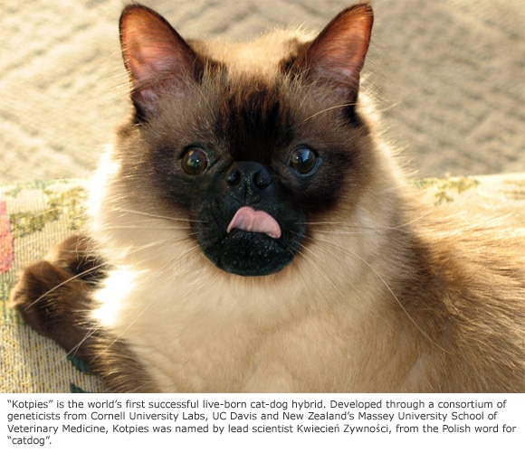 Cornell's Genetic Breakthrough Produces Cat-Dog Hybrid ...