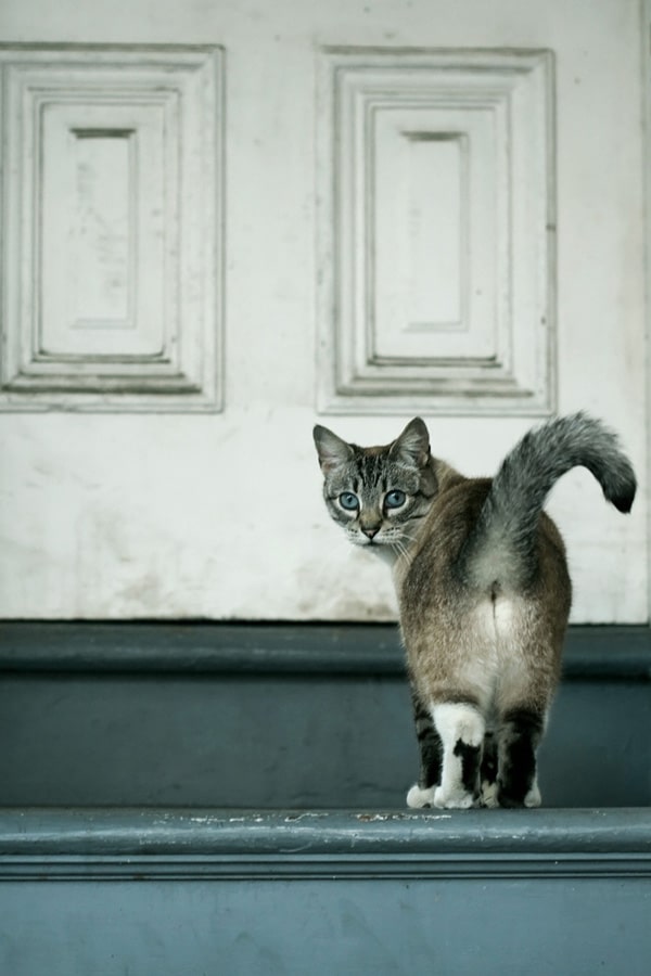 And Now, Popular Texting Abbreviations, As Illustrated By 8 Cats Catster