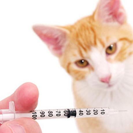 age for rabies vaccine in cats