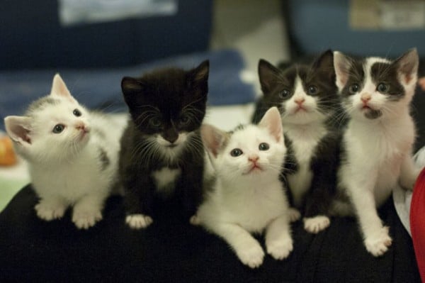 live pets kitten