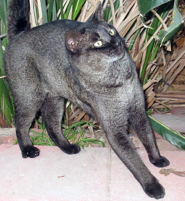 3-600-chausie-black-grizzled