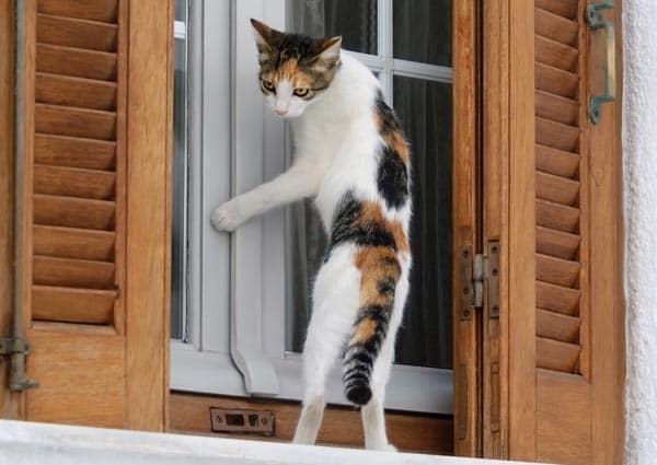 3-Cat at window shutterstock_191547221