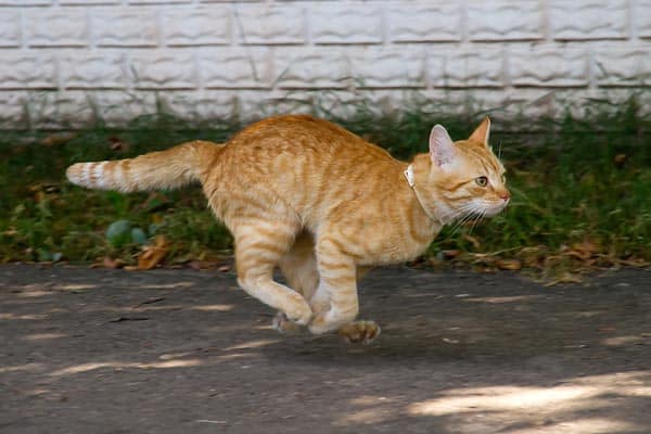An orange tabby cat running.