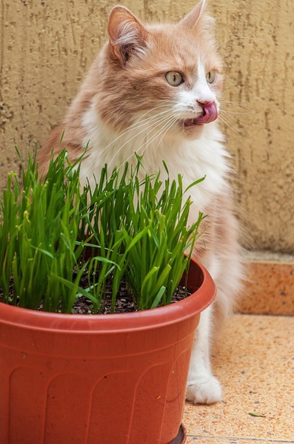 5 Plants Your Cats Can Eat Catster