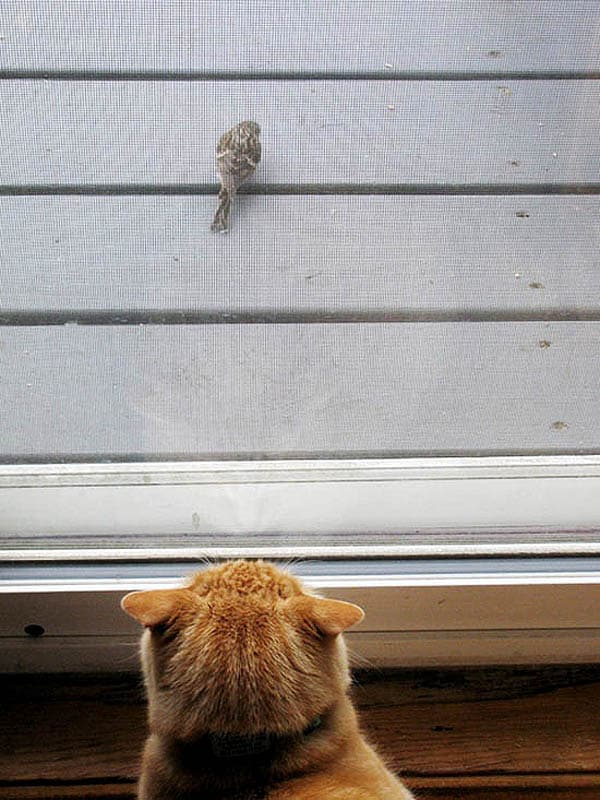 An orange tabby cat with his ears flattened, stalking a bird. 
