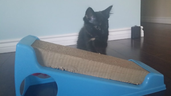 Baby Speck had plenty of toys, but still went after my wallpaper.