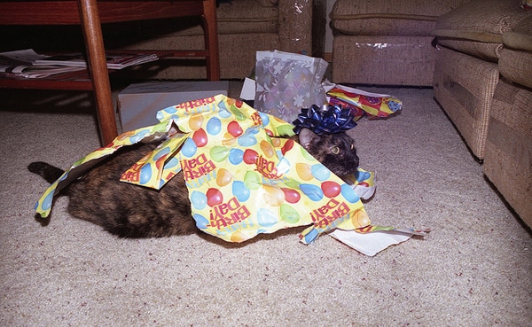 Photos of 12 Cats Who Try to Hide … and FAIL - Catster