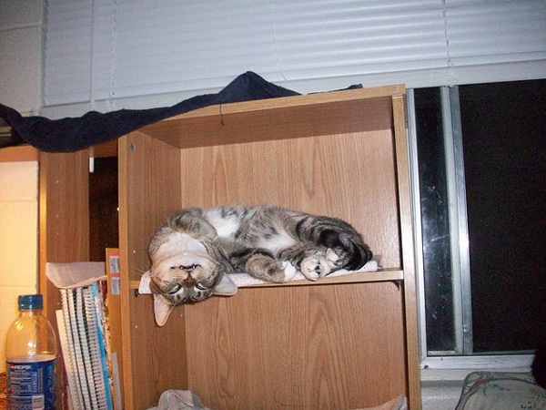 7 Cats Whose Sleeping Positions Boggle the Mind Catster