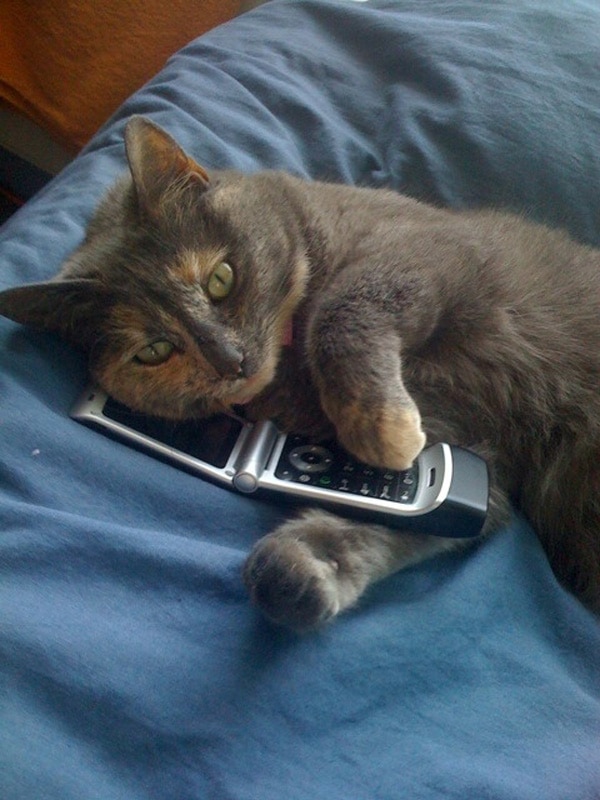 get cat ringtones on my phone get cat ringtones on my phone