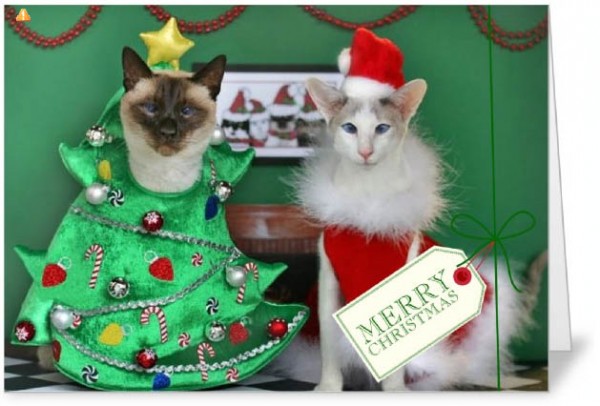 Image result for cat xmas