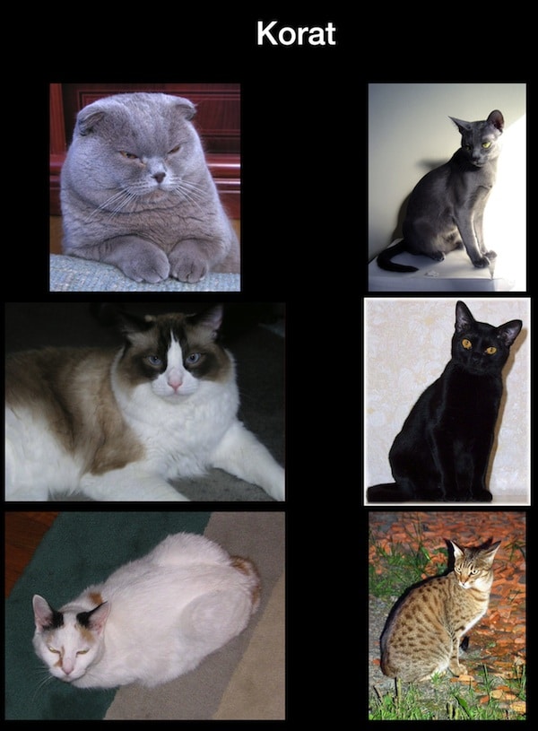 13 Fun and Free CatBased Apps for Your iPhone Catster