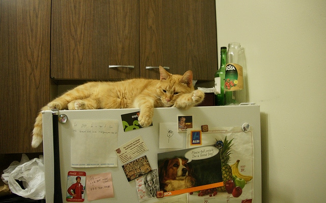 How Long Can I Keep Open Cat Food In Fridge How Long Can I Keep Open Cat Food In Fridge