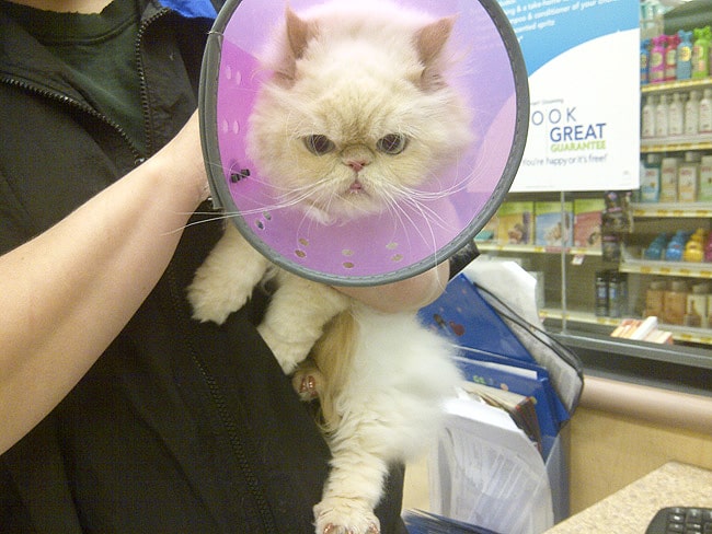 petsmart cat cone