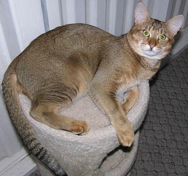 5-600-chausie-black-ticked-tabby-on-cat-condo