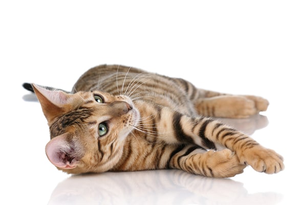 A toyger cat.