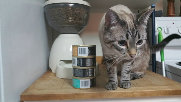 Ghost Cat always liked her feeding station, but I didn't like its location next to the stove.