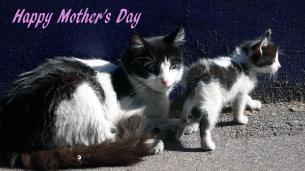 Last Minute Mothers Day Ideas for Cat Lovers Catster Last Minute Mothers Day Ideas for Cat Lovers Catster