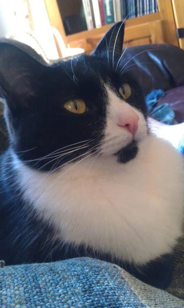 Texts from Mittens The New Year’s Edition Catster