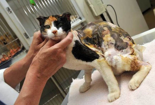 Making the case against animal cruelty HumanePro by The Humane