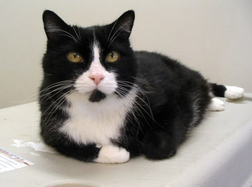Cat of the Day: Sylvester - Catster