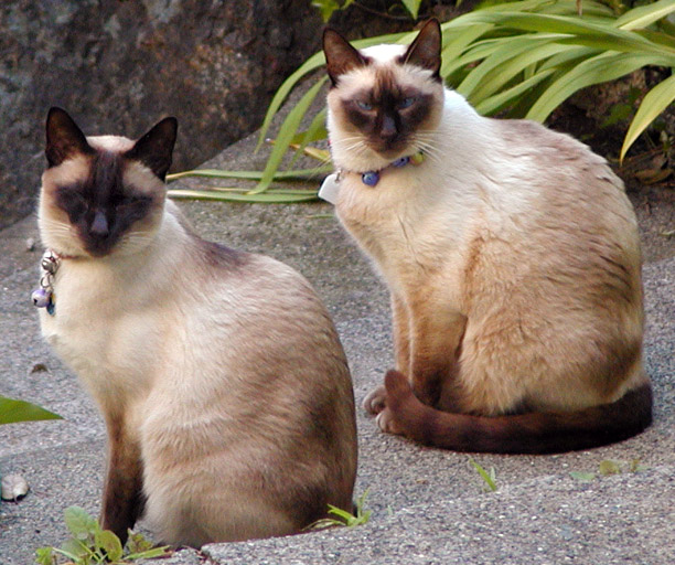 7 Garbage Bags of Dead Siamese Cats Dumped in Texas