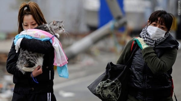 Animal Relief Groups Racing to Save Japan’s Animal Victims - Catster