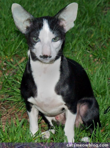 cat and dog mixed