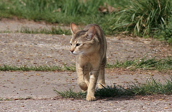 6-600-chausie-wallking-face-to