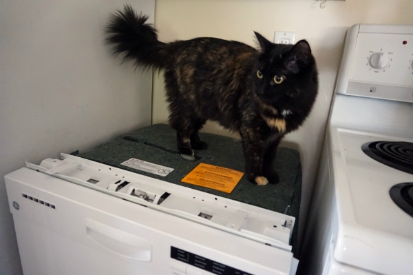 "I used to find food here. Where have you hidden it?"